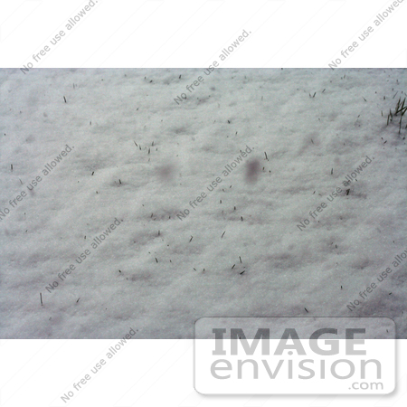 #4605 Grass Sprouts Through Snow by Jamie Voetsch