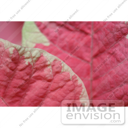 #465 Photograph of Leaves on a Pink and White Poinsettia Plant by Jamie Voetsch