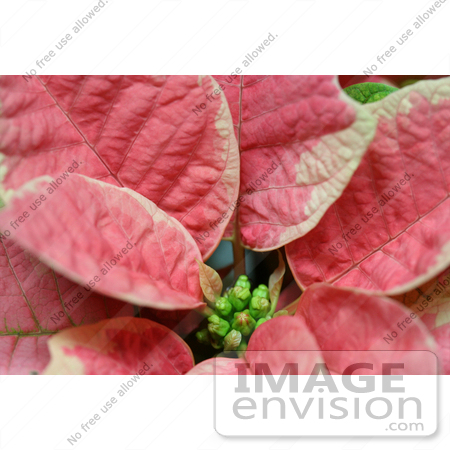 #466 Photograph of Leaves on a Pink and White Poinsettia Plant by Jamie Voetsch