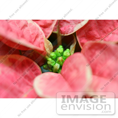 #467 Photograph of Leaves on a Pink and White Poinsettia Plant by Jamie Voetsch