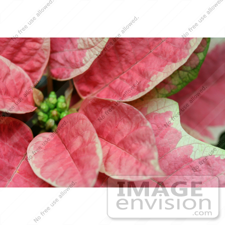 #468 Photograph of a Pink Poinsettia by Jamie Voetsch