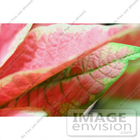 #473 Image of Pink Poinsettia Leaves by Jamie Voetsch