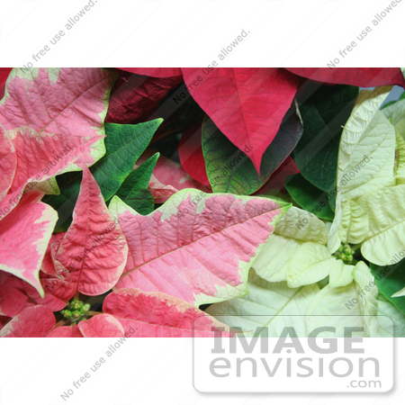 #477 Image of Pink, White and Red Poinsettia Plants by Jamie Voetsch