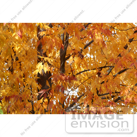 #48 Picture of a Deciduous Tree in Fall by Kenny Adams