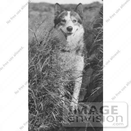 #4905 Alaskan Huskie Dog by JVPD