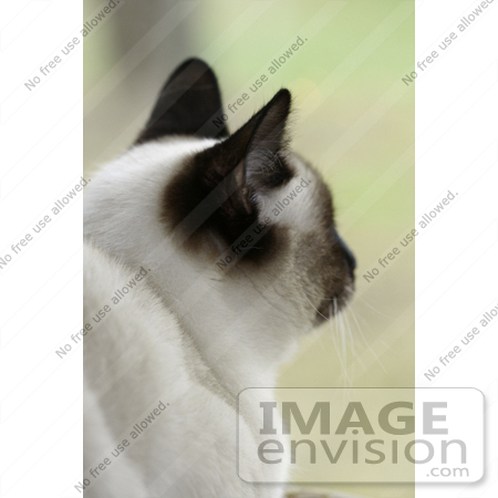 #492 Picture of a Siamese Cat Looking Outside a Window by Kenny Adams