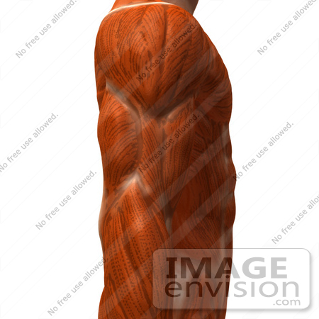 #49775 Royalty-Free (RF) Illustration Of A 3d Closeup Of A Muscle Male Body Arm by Julos