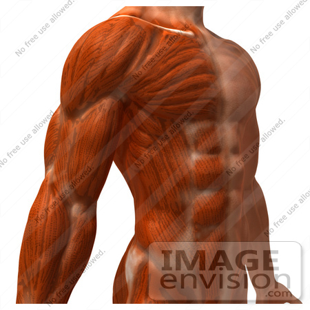 #49778 Royalty-Free (RF) Illustration Of A 3d Closeup Of A Muscle Male Body Facing Right by Julos