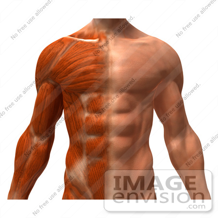 #49780 Royalty-Free (RF) Illustration Of A 3d Closeup Of A Muscle Male Body Facing Front by Julos