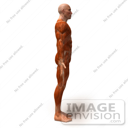 #49783 Royalty-Free (RF) Illustration Of A 3d Muscle Male Body Facing Right - Version 1 by Julos