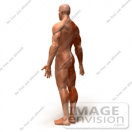 #49784 Royalty-Free (RF) Illustration Of A 3d Muscle Male Body Facing Away - Version 5 by Julos