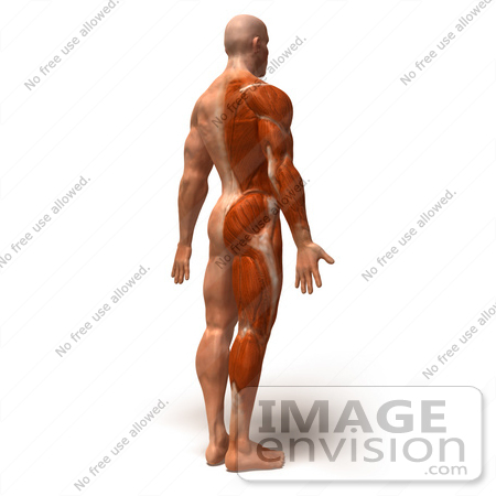 #49787 Royalty-Free (RF) Illustration Of A 3d Muscle Male Body Facing Away - Version 6 by Julos