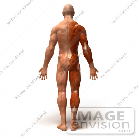 #49788 Royalty-Free (RF) Illustration Of A 3d Muscle Male Body Facing Away - Version 4 by Julos