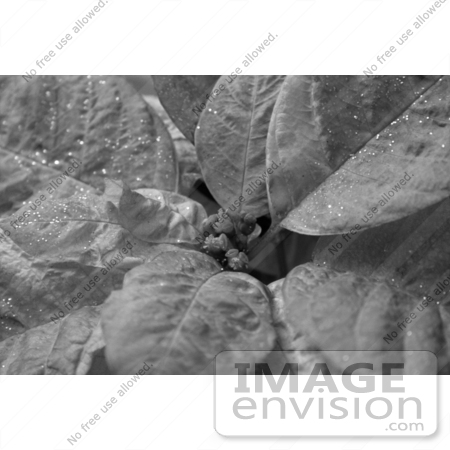 #498 Image of a Poinsettia Plant in Black and White by Jamie Voetsch