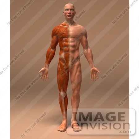 #49926 Royalty-Free (RF) Illustration Of A 3d Human Body Muscle Tissue Facing Front - Version 2 by Julos