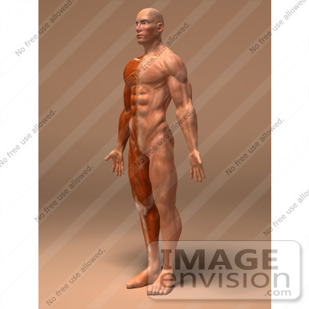 #49928 Royalty-Free (RF) Illustration Of A 3d Human Body Muscle Tissue Facing Left - Version 1 by Julos