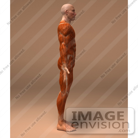 #49931 Royalty-Free (RF) Illustration Of A 3d Human Body Muscle Tissue Facing Right - Version 2 by Julos
