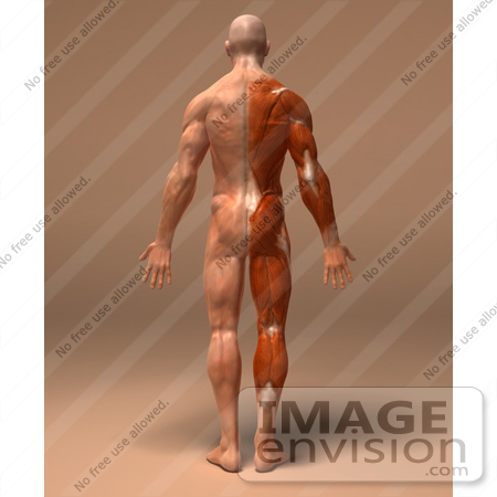 #49932 Royalty-Free (RF) Illustration Of A 3d Human Body Muscle Tissue Facing Away - Version 1 by Julos