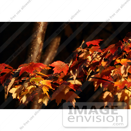 #50 Picture of Maple Tree Leaves in Fall Color by Kenny Adams