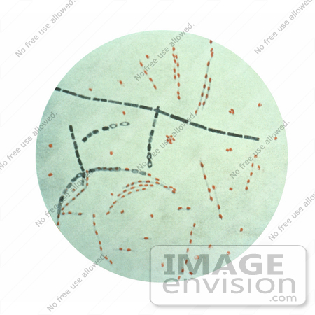 #5005 Stock Photography of Bacillus Anthracis from Agar Culture by JVPD