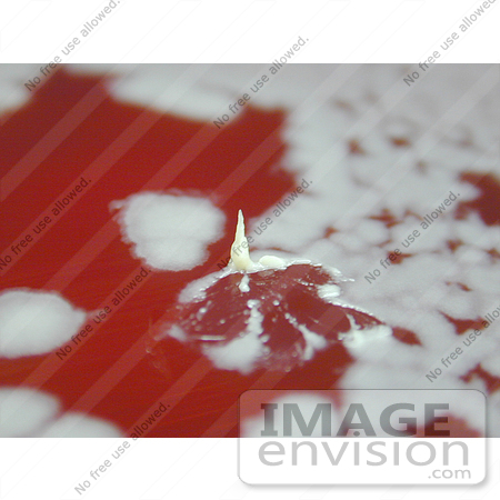 #5011 Stock Photography of Athrax Tenacity Positive On Sheep Blood Agar by JVPD