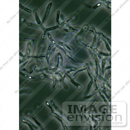#5033 Stock Photography of Bacillus Anthracis Spores Seen Under Phase Contrast Microscopy by JVPD