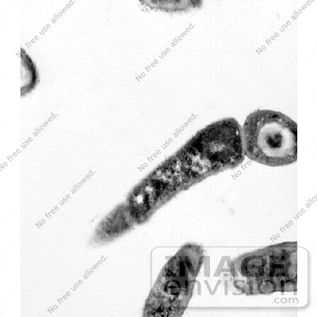 #5043 Stock Photography of a Transmission Electron Micrographic Image Of Bacillus Anthracis by JVPD