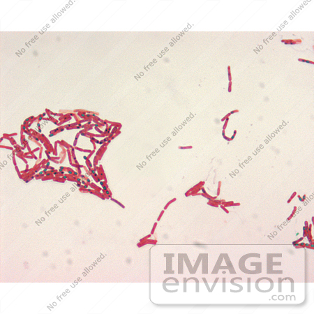 #5057 Stock Photography of a Bacillus Species Malachite Green Spore Stain by JVPD