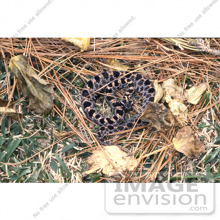 #5071 Cottonmouth Snake by JVPD