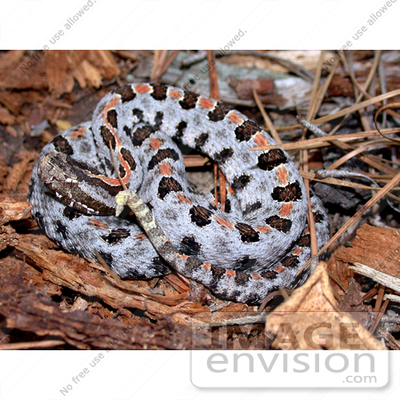 #5072 Stock Photography of a Venomous Carolina Pygmy Rattlesnake by JVPD