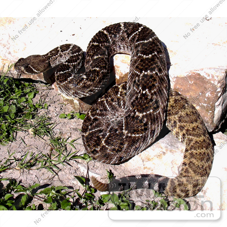 #5074 Stock Photography of a Western Diamondback Rattlesnake by JVPD