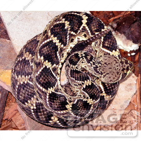 #5075 Stock Photography of a Venomous Eastern Diamondback Rattlesnake by JVPD