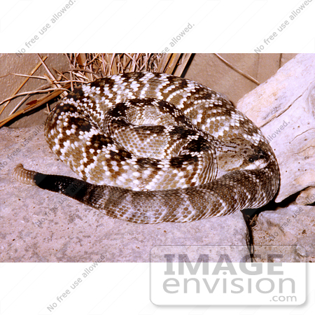#5076 Stock Photography of Venomous Northern Black Tailed Rattlesnake by JVPD