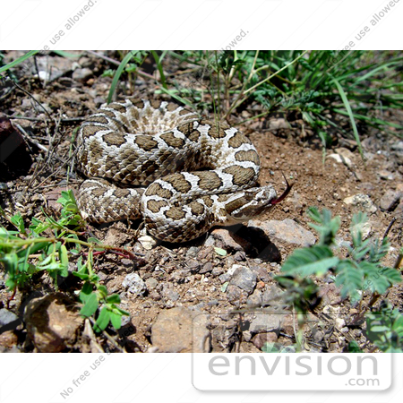 #5077 Stock Photography of a Desert Massasauga Rattlesnake (Sistrurus catenatus) by JVPD
