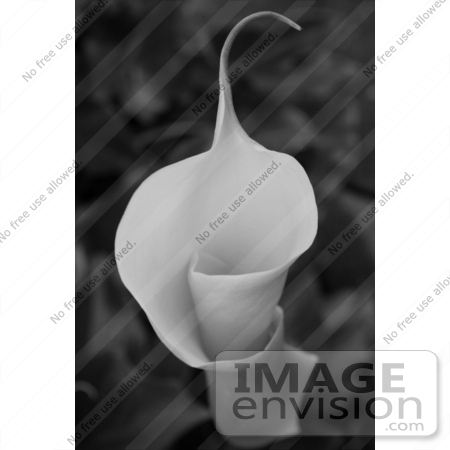 #508 Black and White Photograph of a Calla Lily With a Curl by Jamie Voetsch