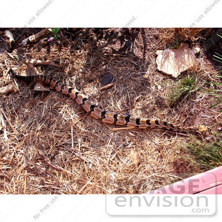 #5081 Stock Photography of Timber Rattlesnake (Crotalus horridus) by JVPD