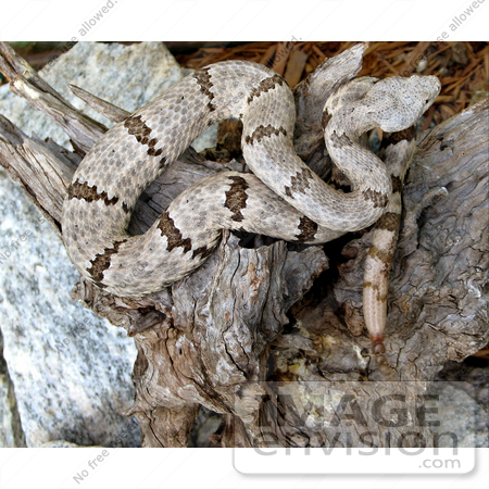 #5082 Stock Photography of Venomous Mottled Rock Rattlesnake (Crotalus lepidus) by JVPD