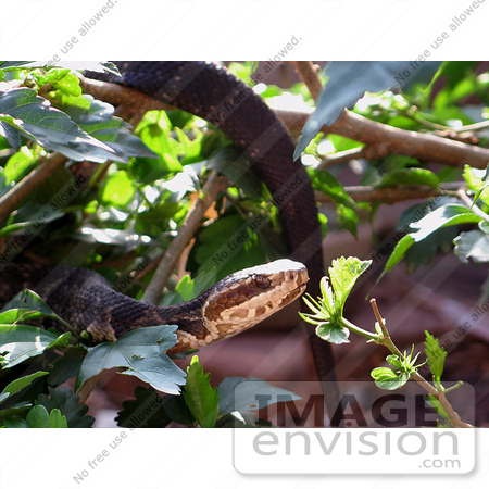 #5083 Stock Photography of a Florida Cottonmouth Snake (A. p. conanti) by JVPD