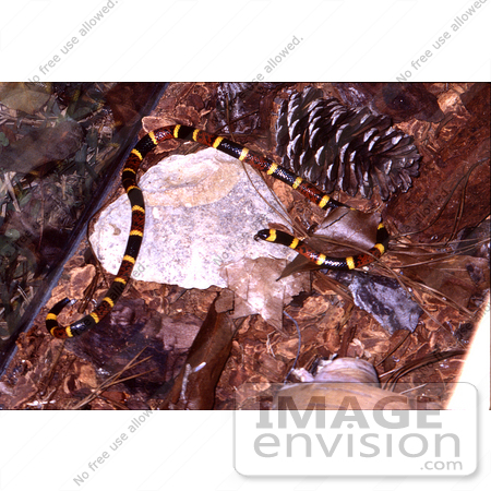#5084 Stock Photography of a Milk Snake by JVPD