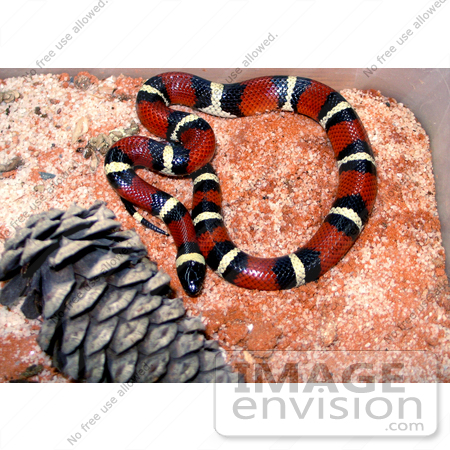#5085 Stock Photography of a Milk Snake by JVPD