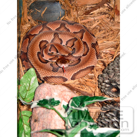#5086 Stock Photography of a Southern Copperhead by JVPD