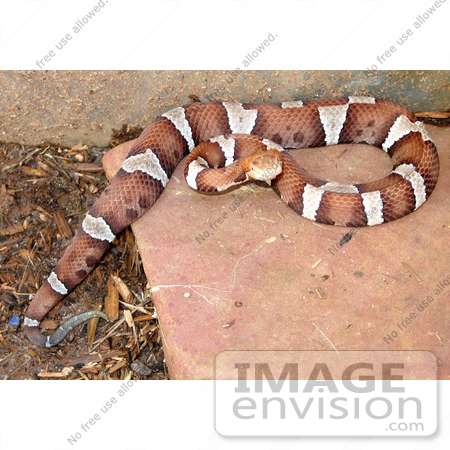 #5087 Stock Photography of Venomous “trans-Pecos” Copperhead Snake by JVPD