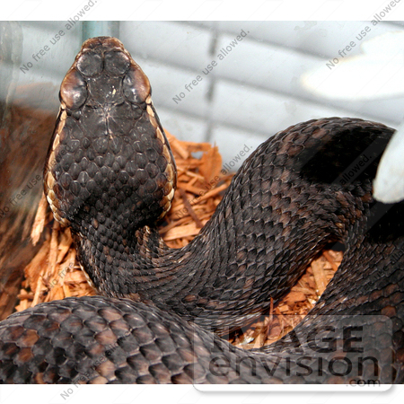 #5089 Stock Photography of a Florida Cottonmouth Snake by JVPD