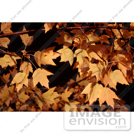 #51 Picture of Autumn Colored Maple Tree Leaves by Kenny Adams