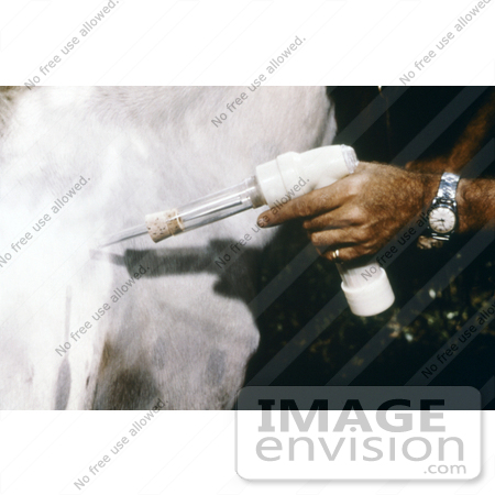 #5178 Picture of a CDC Field Researcher Collecting Mosquitoes from the Side of a Horse by JVPD