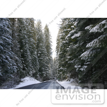 #518 Photograph of a Winter Road and Trees in Rogue River National Forest by Jamie Voetsch