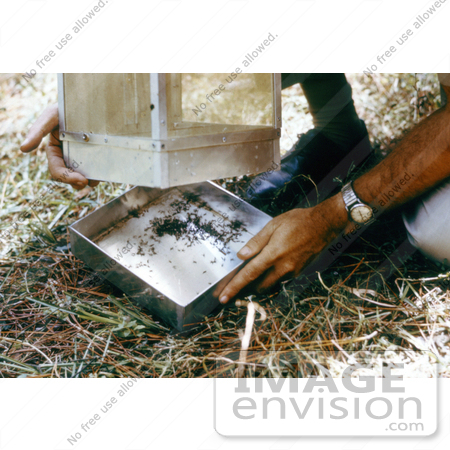 #5182 Stock Photography of Researcher Removing a Mosquito-Filled Tray from a Horse Stable Mosquito Trap by JVPD