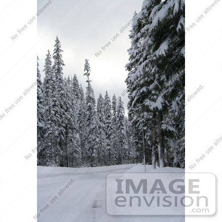 #519 Image of an Icy Road in Rogue River National Forest by Jamie Voetsch