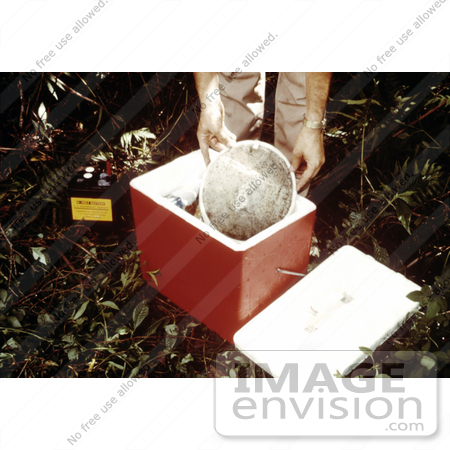 #5192 Picture of a Field Researcher Setting a Mosquito Collection Bag inside a Cooler that will be Transported to a Laboratory Setting by JVPD