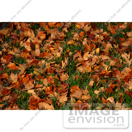 #52 Picture of Fallen Maple Tree Leaves On Grass by Kenny Adams